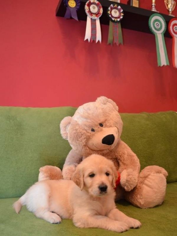 Golden Retriever puppies – available boys