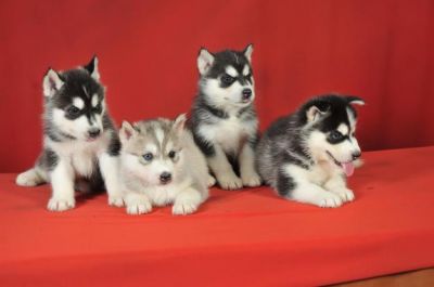 Siberian Husky puppies.