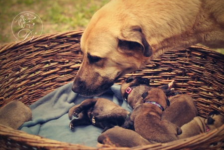 Anatolian Shepherd Dog - Kangal