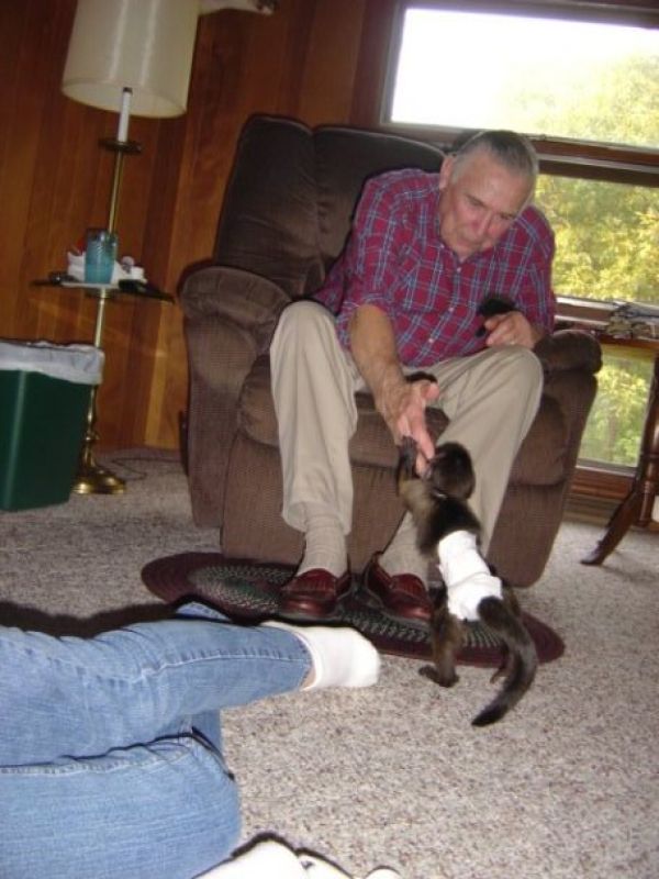 Pygmy marmoset Capuchin monkeys litter trained