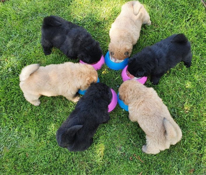 Chow Chow Pups 2 Black Boys Available