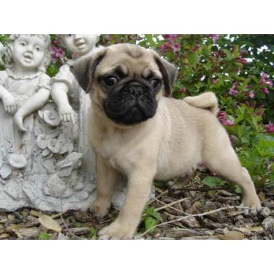 Marvelous Vet check and Potty trained Pug Puppies