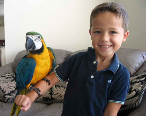  Get this adorable Amazon parrots, Blue and gold Macaw, African greys and others for an incredibly a