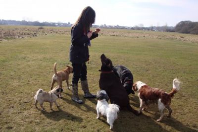 Enfield and Chingford Dog Walker, Pet Sitter, Dog Day Care and more!