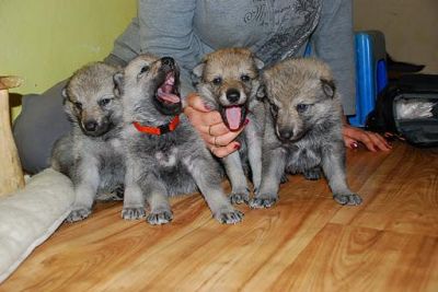 Czechoslovakian Wolfdog