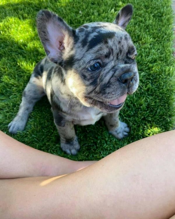 English Bulldogs for Rehoming boy and girl