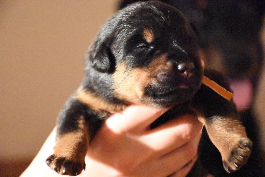 Beauceron puppies with pedigree