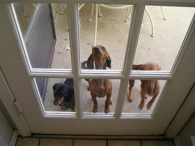 Dapple Mini Dachshund Pups