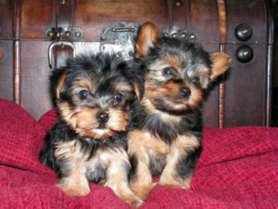 cute yorky pupps for Re-home now