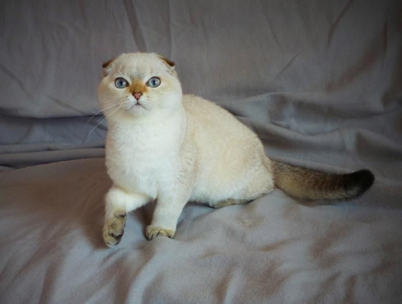 Scottish fold with pedigree