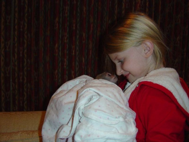 Two cute Tamed Baby Capuchin Monkeys available for adoption 