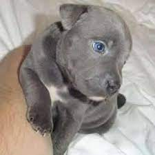 Kc Registered Blue Staffies
