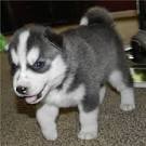 a lovely siberian husky puupy for adoption