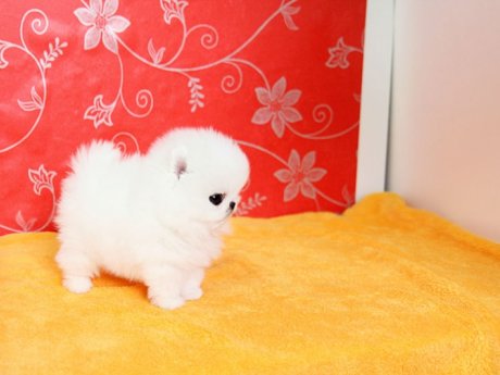 Pomeranian Puppies For Adoption