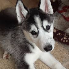 Blue Eyes Siberian Husky Puppies  on  Adoption.