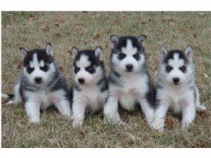 Blue Eyes Siberian Husky Puppies for new home 