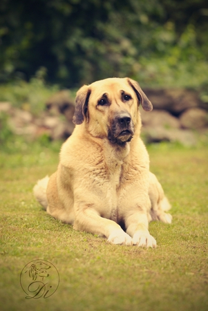 Anatolian Shepherd Dog - Kangal