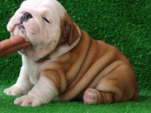 GORGEOUS AND ADORABLE ENGLISH BULLDOG PUPPIES FOR FREE ADOPTION