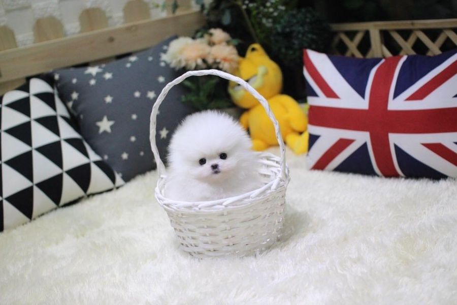 Teacup Pomeranian Puppies ready