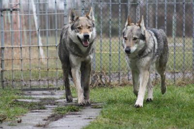 Czechoslovakian Wolfdog purebred puppies