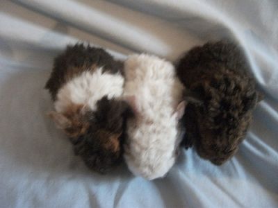 Baby Guinea pigs, Longhaired