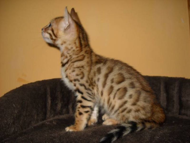 Bengal kittens with pedigree