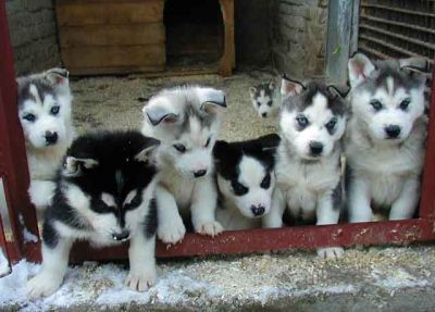 AKC Siberian Huskies puppies for free adoption