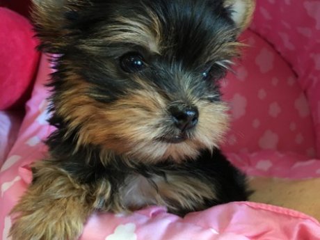 Cute Yorkshire Terrier puppies