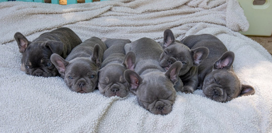 Beautiful French bulldog puppies for sale.