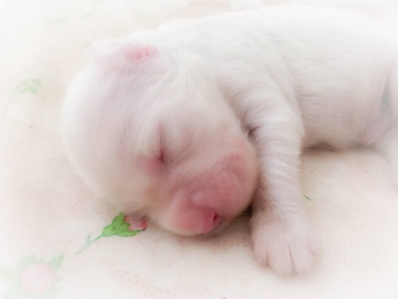 English Setter FCI puppies
