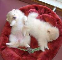 Beautiful male and female Pomeranian puppies for x-mas