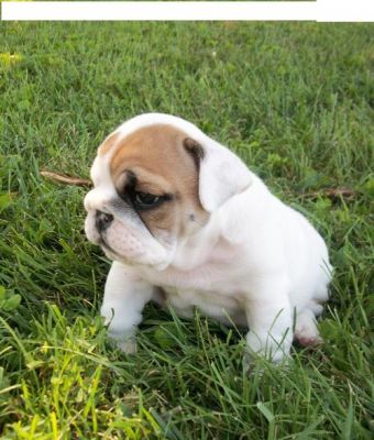 beautifull english bull dog puppy for free adoption