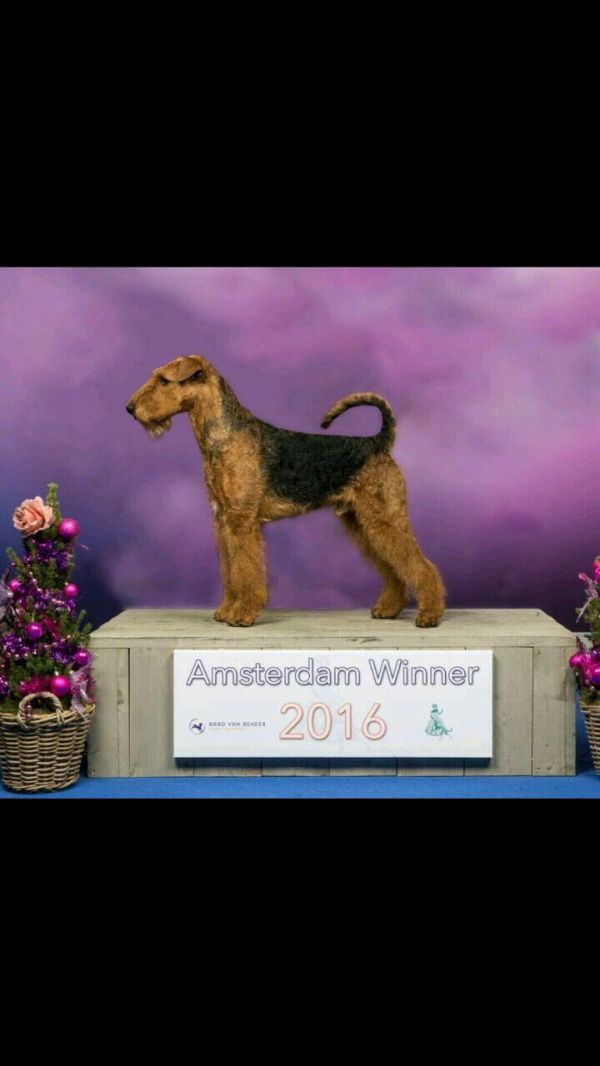 Airedale terrier
