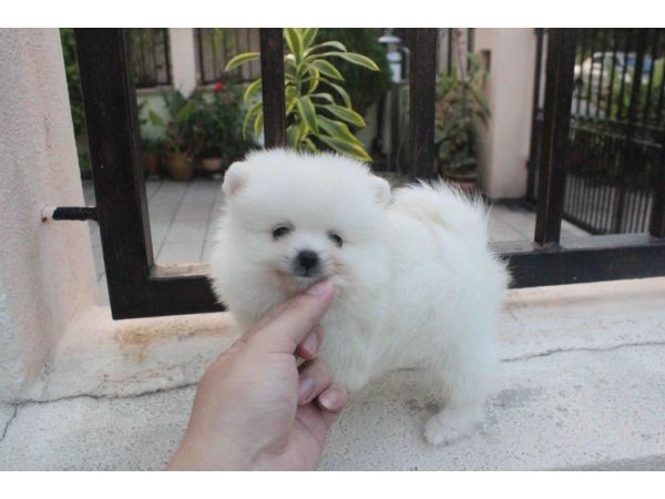 Tiny Teacup Pomeranian puppies for sale