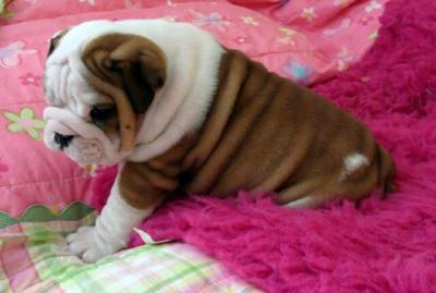 Cute and Adorable English Bulldog Puppies For Adoption.