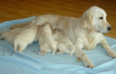 Puppies - Golden Retriever