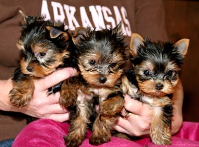 Cute Yorkshire Terrier puppies
