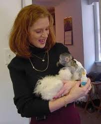 Healthy baby capuchin monkeys for adoption