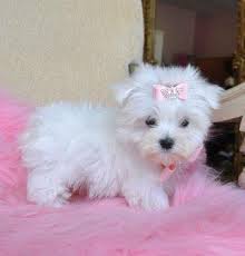 Two cute Maltese puppies