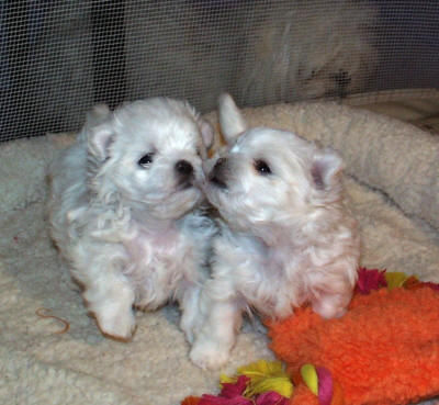 Teacup maltese puppies for sale KC registered 