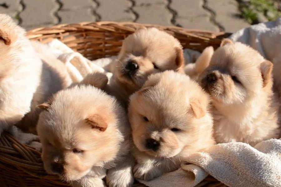 Well trained chow chow puppies for adoption