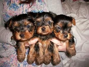 2 tea cup yorkie puppies for free adoption.....