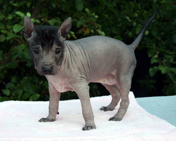 Perro sin pelo del Peru 5 beautiful puppies for sale
