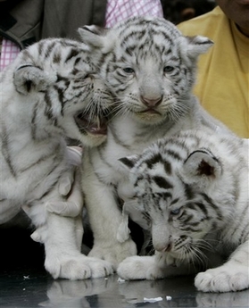exotic feline white lion and tiger cubs available.