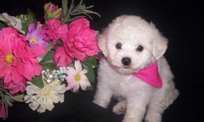 Adorable bichon puppies for you pet lovers