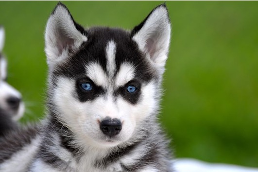 Siberian Husky puppies for free home.