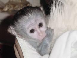 Cute looking baby Capuchin monkeys for sale