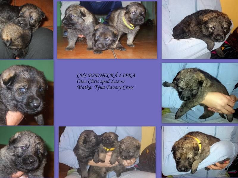 German Shepherd puppies with pedigree for sale