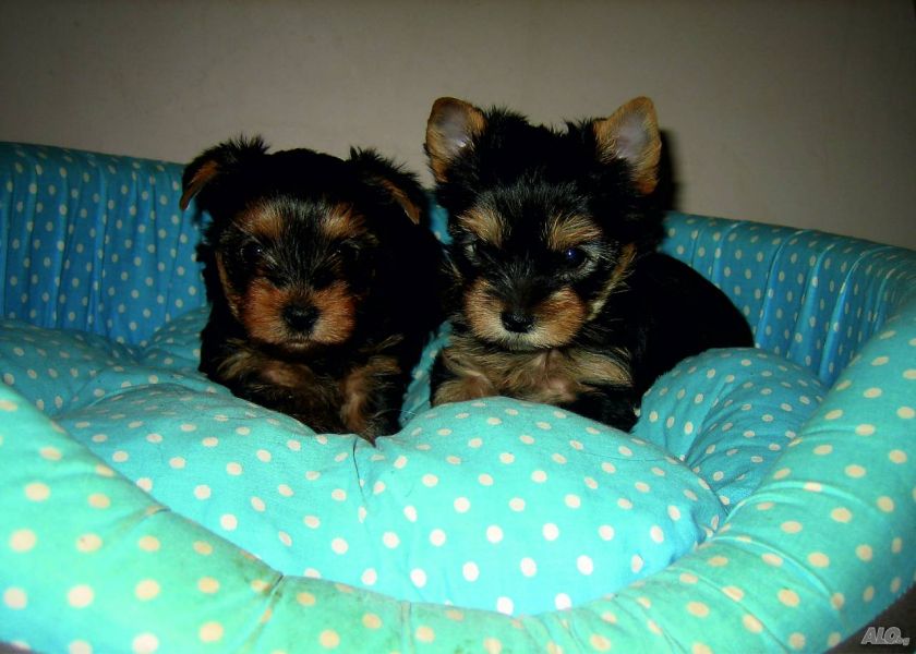 Adorable Teacup Yorkie Puppies