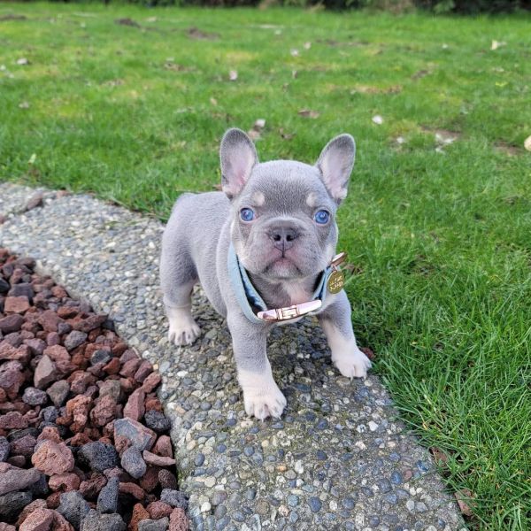 French bulldog puppies for adoption